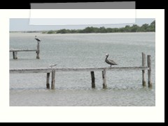 rio_lagartos_649