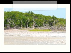 rio_lagartos_653