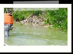 rio_lagartos_657