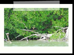 rio_lagartos_663