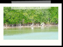 rio_lagartos_670