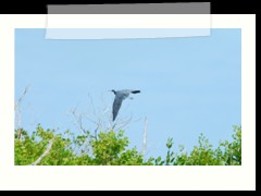 rio_lagartos_673