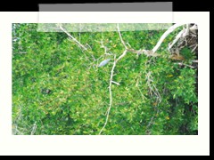 rio_lagartos_675