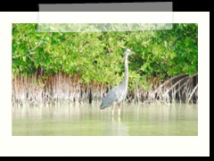 rio_lagartos_676