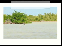 rio_lagartos_685