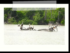 rio_lagartos_687