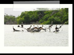 rio_lagartos_690