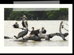 rio_lagartos_691