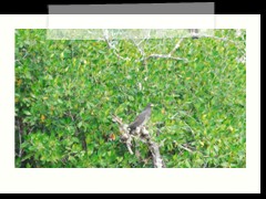 rio_lagartos_703