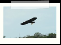 rio_lagartos_710