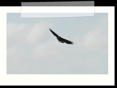 rio_lagartos_711