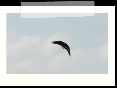 rio_lagartos_712