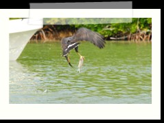 rio_lagartos_718