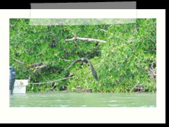 rio_lagartos_723