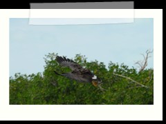 rio_lagartos_731