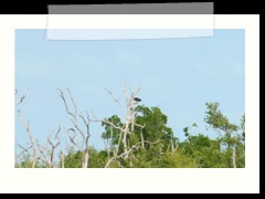 rio_lagartos_743