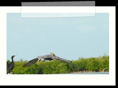 rio_lagartos_750