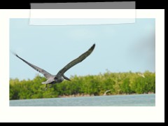 rio_lagartos_751