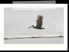 rio_lagartos_760