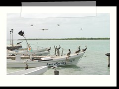 rio_lagartos_761