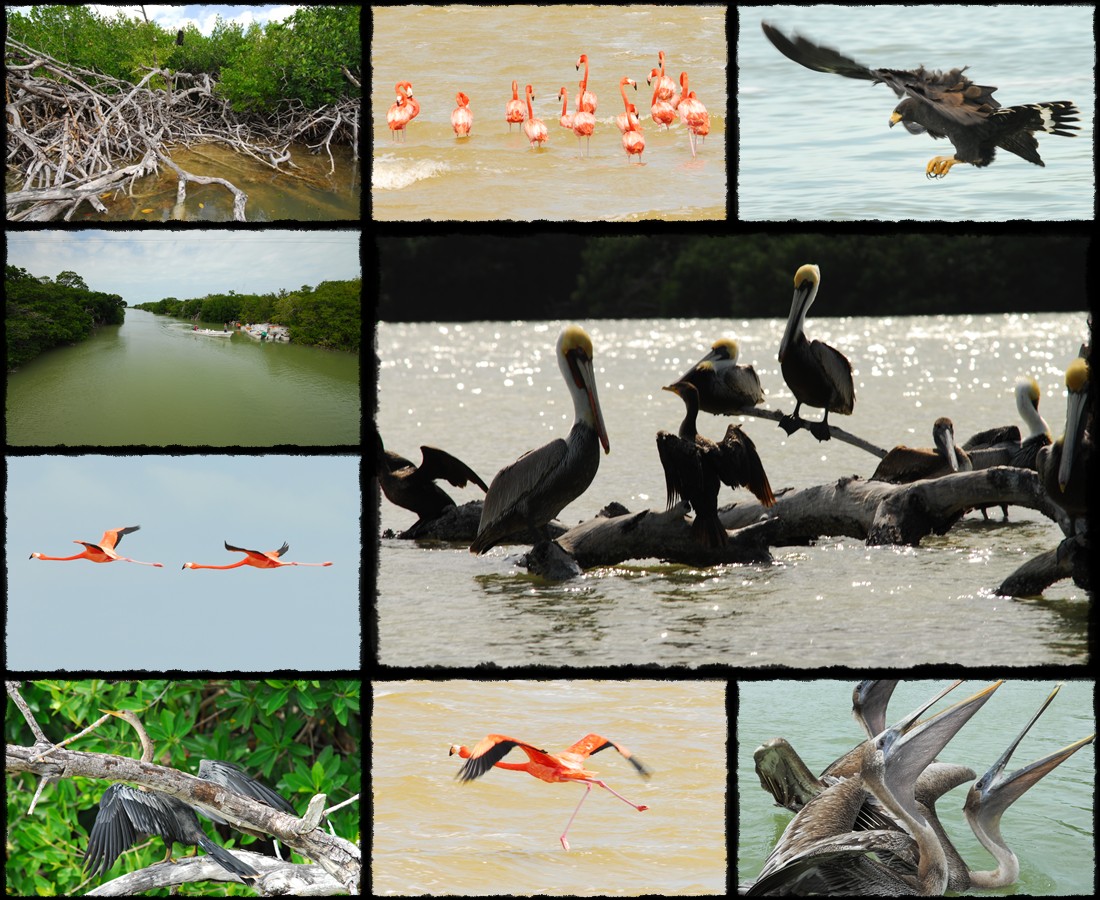 rio lagartos, riserva della biosfera, unesco, messico, meksyk, mexico, fenicotteri rosa, rozowe flamingi, flamingos, pink flemings, birds, ptaki, krokodyle, sian ka'an