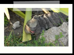 tulum_0778