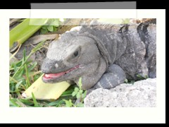 tulum_0779