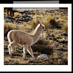 ayacucho_1_022