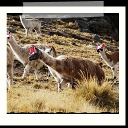 ayacucho_1_030