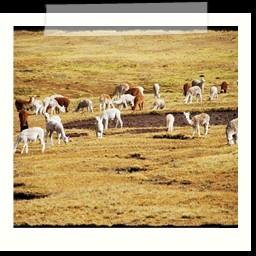 ayacucho_1_037