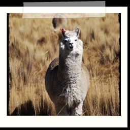 andahuaylas_DSC_3773