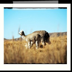 andahuaylas_DSC_3776