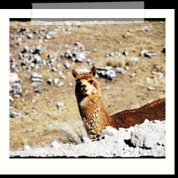 andahuaylas_DSC_3777