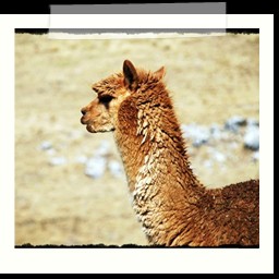 andahuaylas_DSC_3778