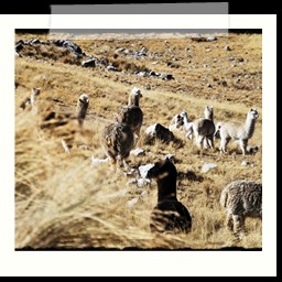 andahuaylas_DSC_3779