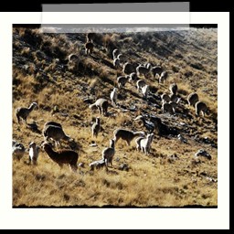 andahuaylas_DSC_3780
