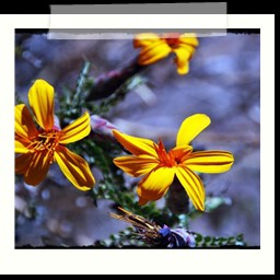 canyon_colca_034