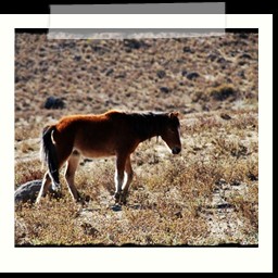 canyon_colca_036