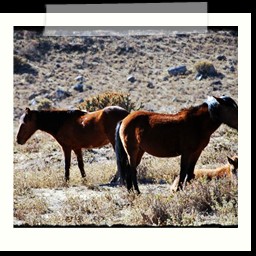 canyon_colca_037