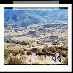 canyon_colca_165