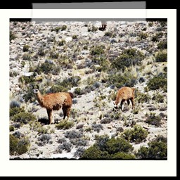 canyon_colca_288