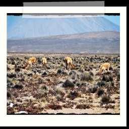 canyon_colca_289