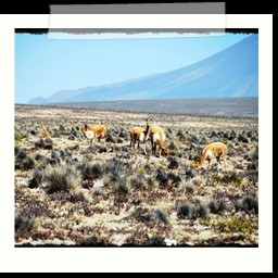 canyon_colca_290