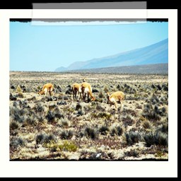 canyon_colca_291