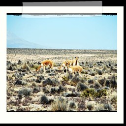 canyon_colca_292