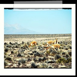 canyon_colca_293