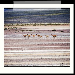 canyon_colca_297