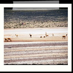 canyon_colca_299