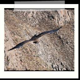 cruz_del_condor_027