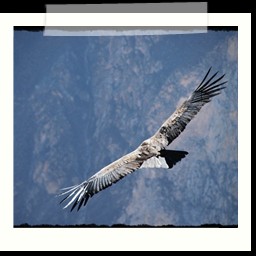 cruz_del_condor_029